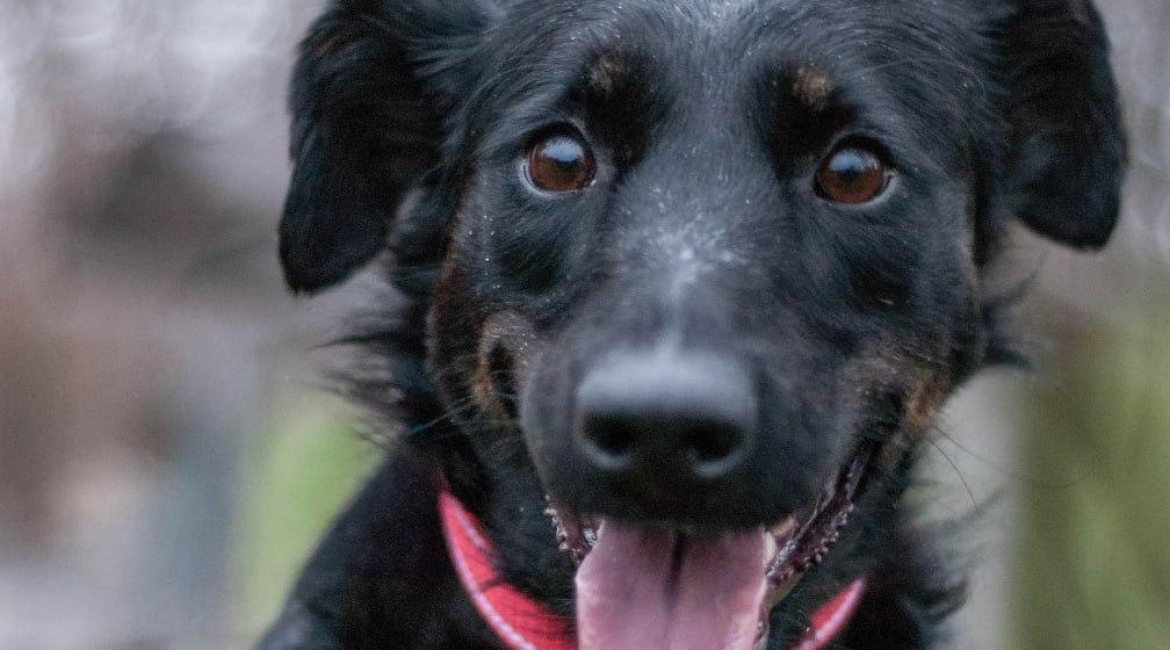 Chiens à adopter